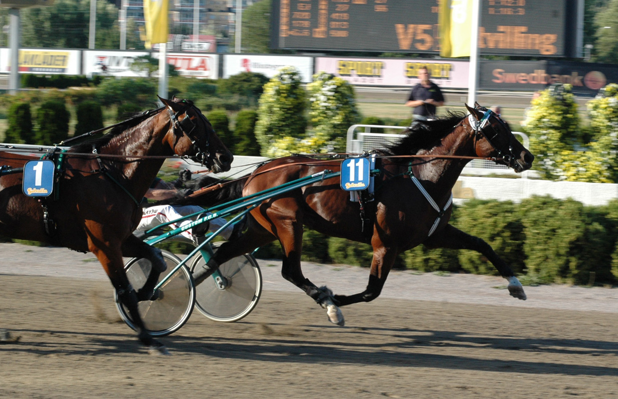 One Too Many vinner ett lopp på Solvalla i juli som treåring. Närmast sörjande är en viss Beau Mec som året efter vann Derbyt. Foto; A.Lindblom